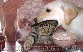 我和我的动物老公,与动物老公共度时光的温馨日常