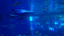 海底世界全新爆料视频,海底世界全新爆料视频揭示神秘生物与未知奇观